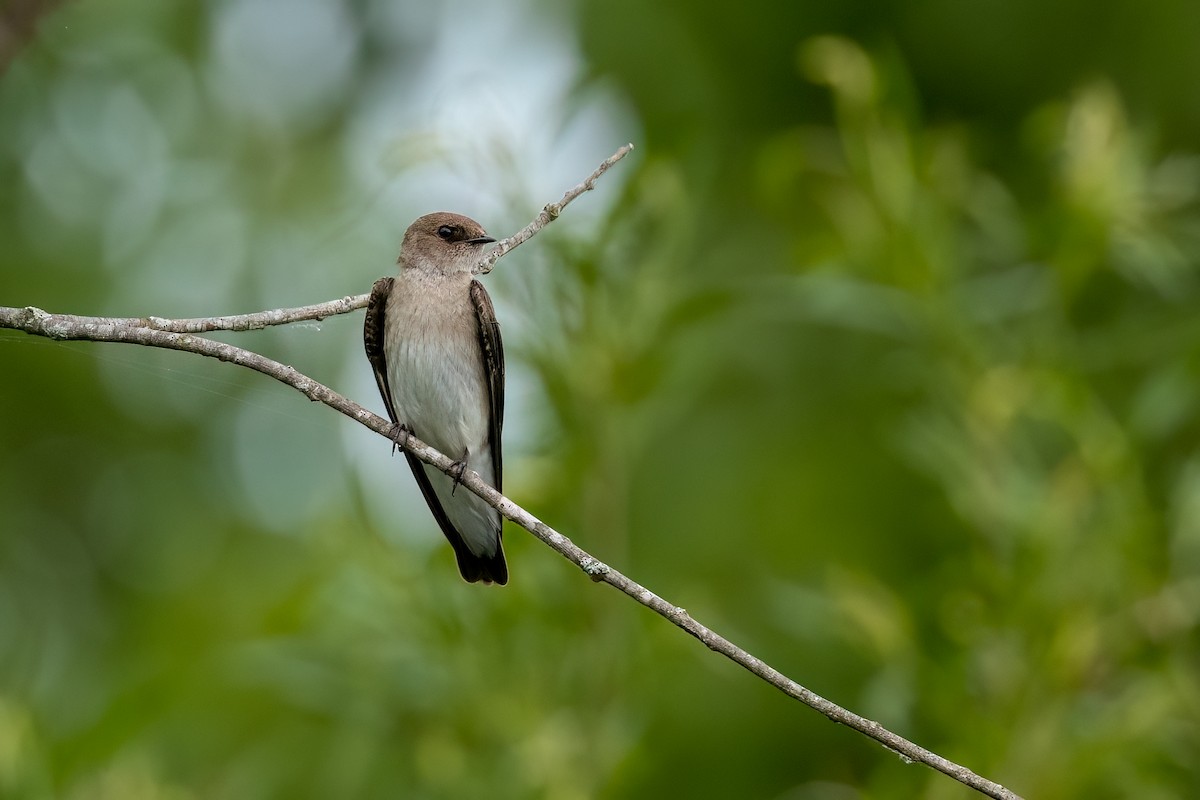 Northern Rough-winged Swallow - Christine Hayden