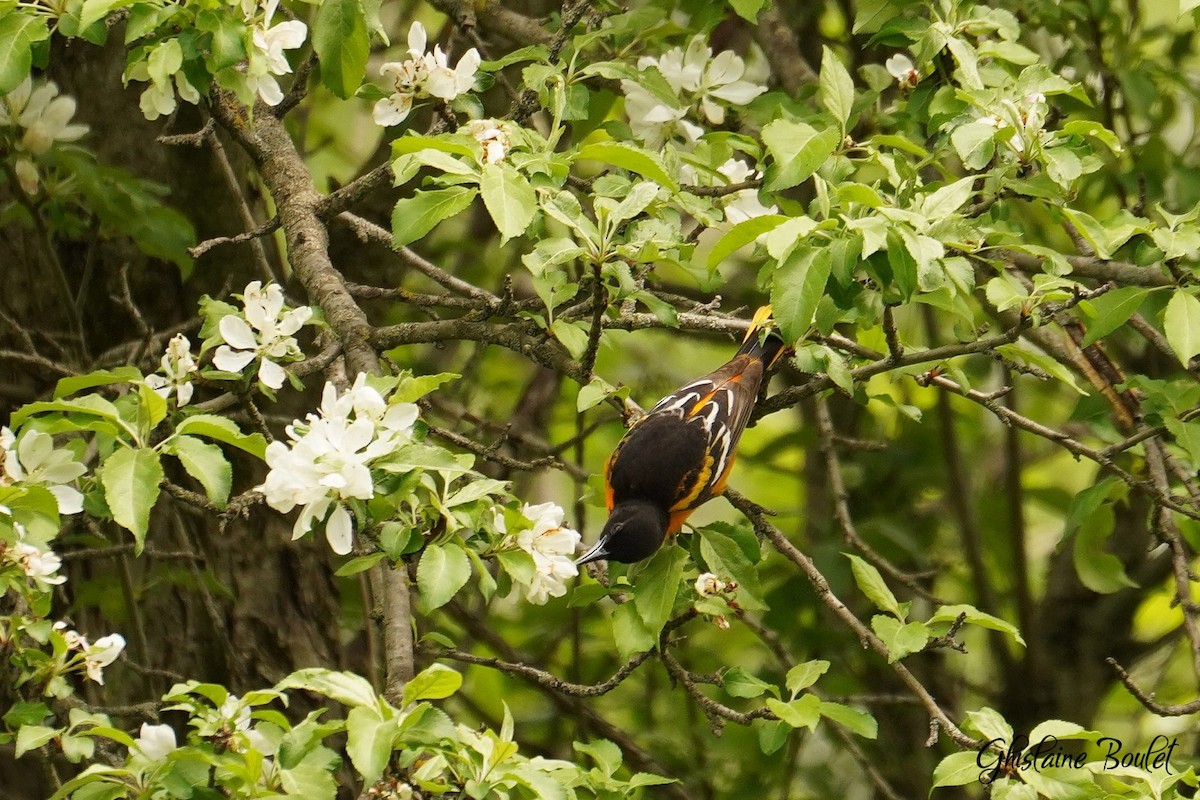 Baltimore Oriole - ML619122403