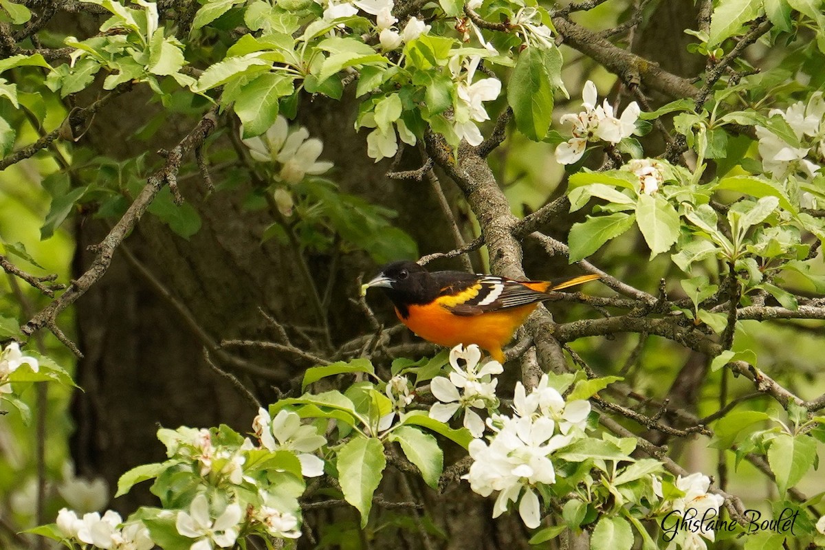 Baltimore Oriole - ML619122404