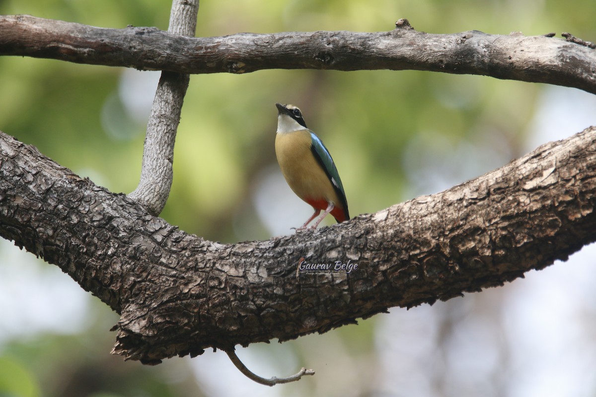 Indian Pitta - Gaurav Belge