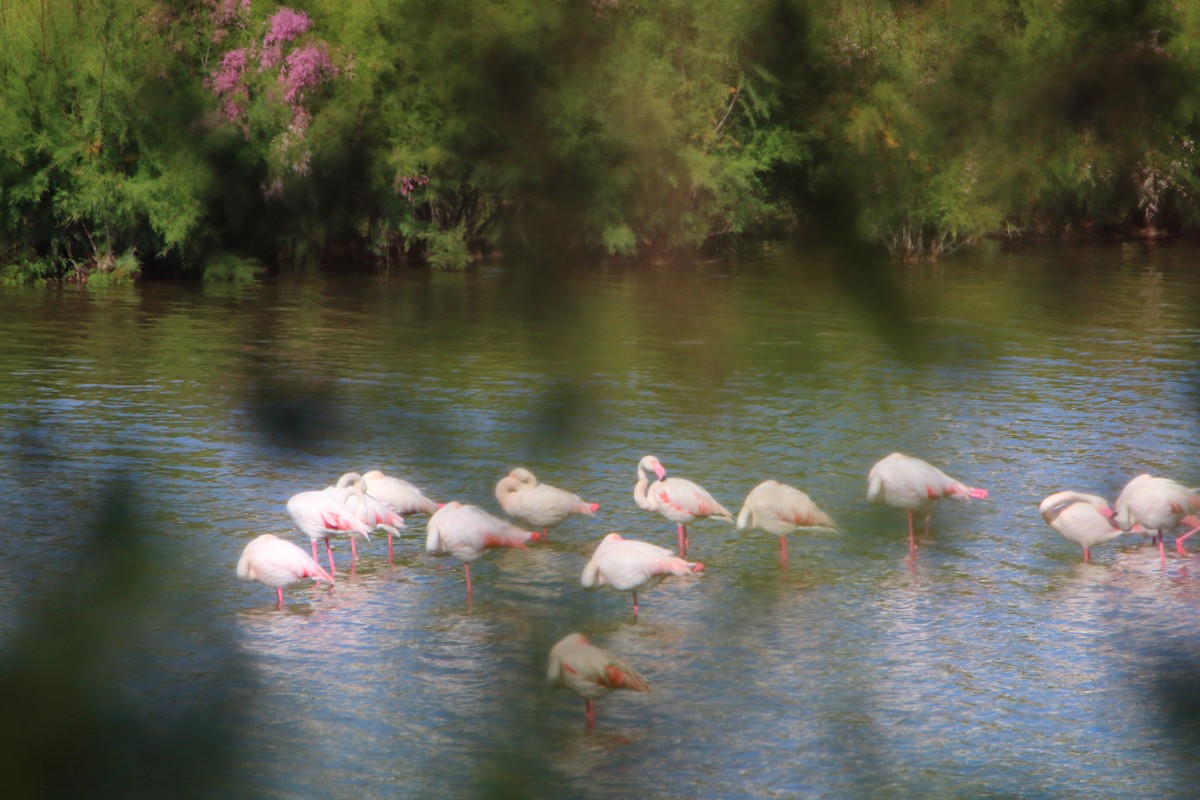 rosenflamingo - ML619122439