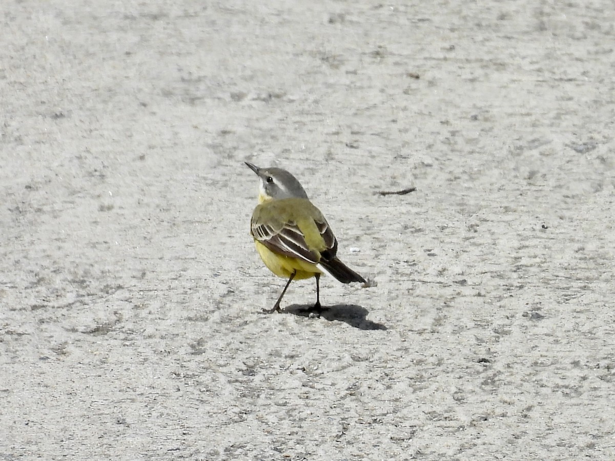 Eastern Yellow Wagtail - Stan Arnold
