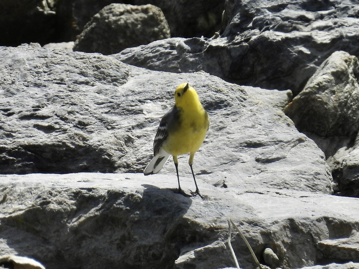 Citrine Wagtail - Stan Arnold