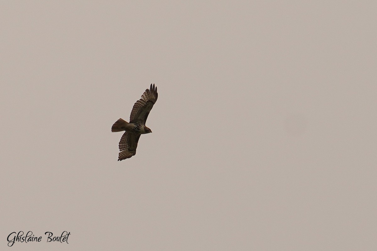 Red-tailed Hawk - Réal Boulet 🦆