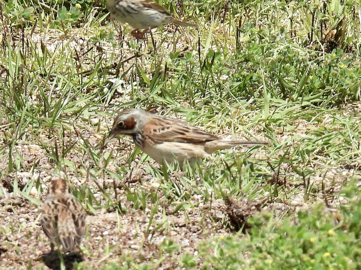 Chestnut-eared Bunting - Stan Arnold