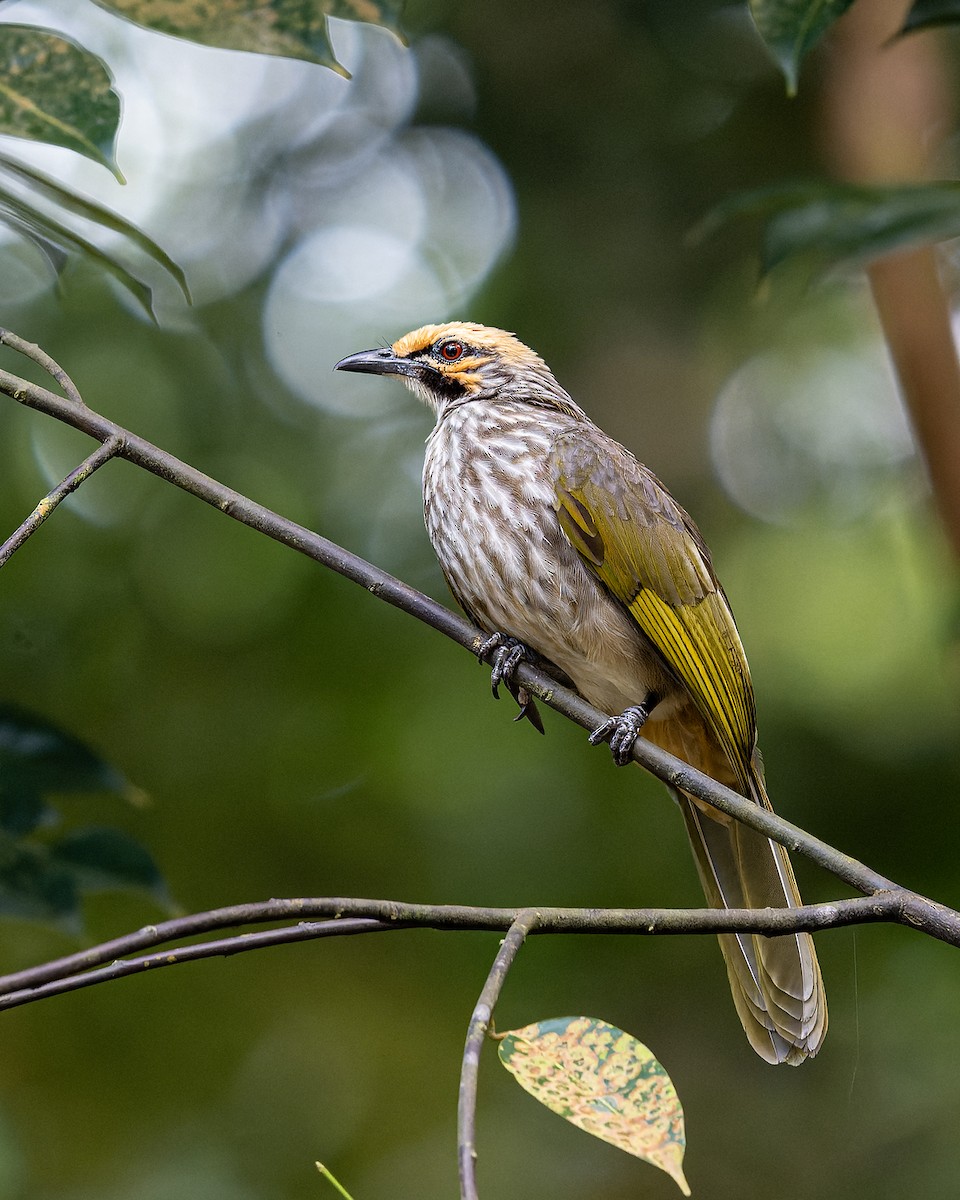 Straw-headed Bulbul - Boas Emmanuel