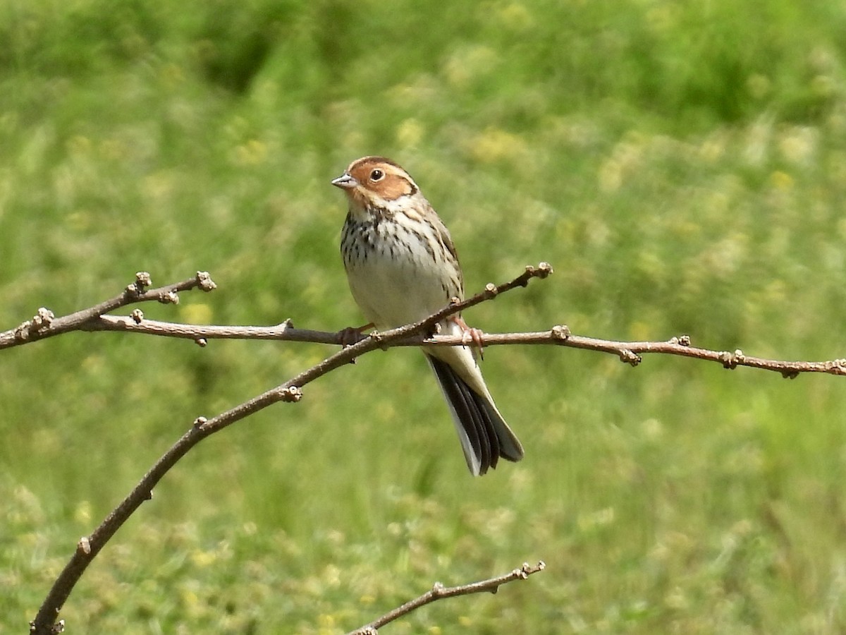 Little Bunting - Stan Arnold
