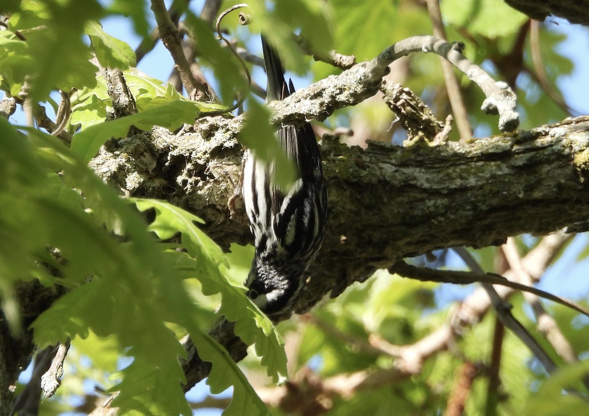 Black-and-white Warbler - Carolyn Lueck