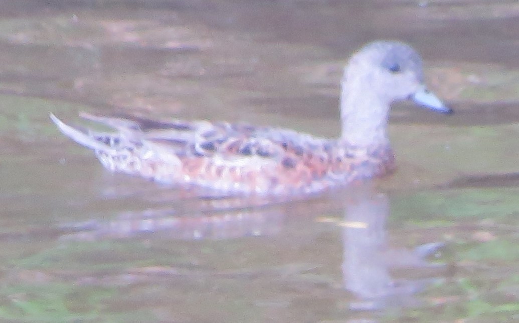 American Wigeon - ML619122503