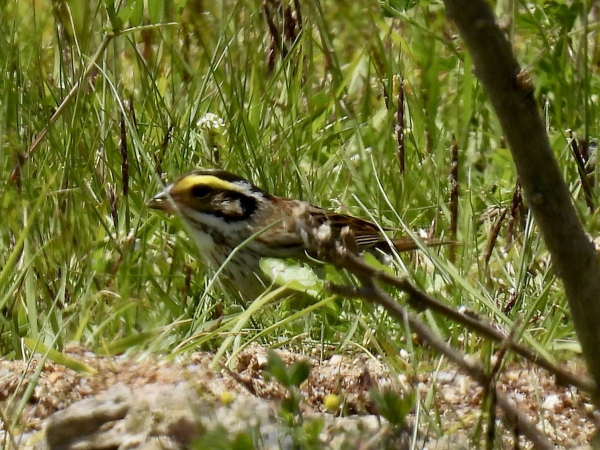 Yellow-browed Bunting - ML619122513