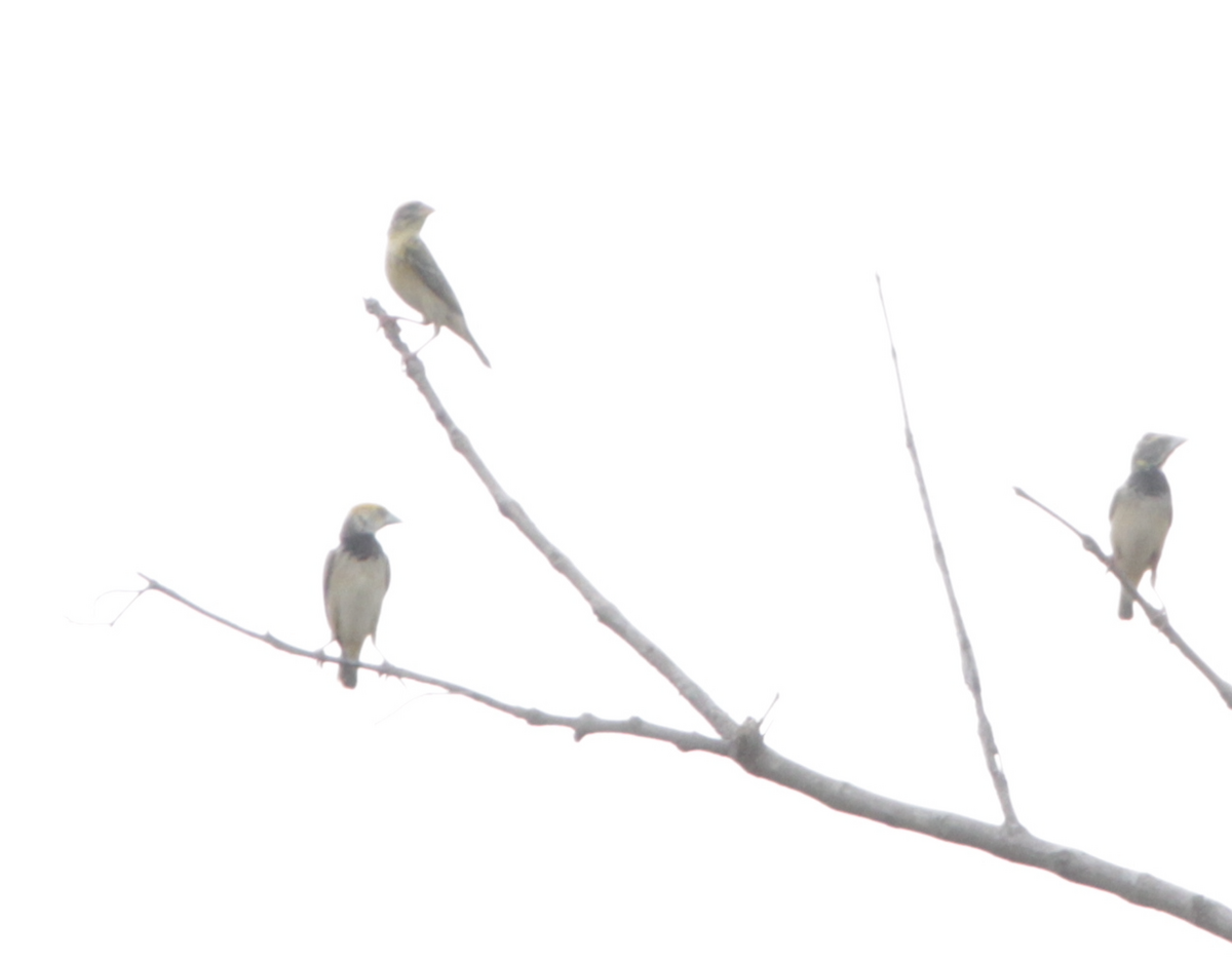 Black-breasted Weaver - Sudarshan Shaw