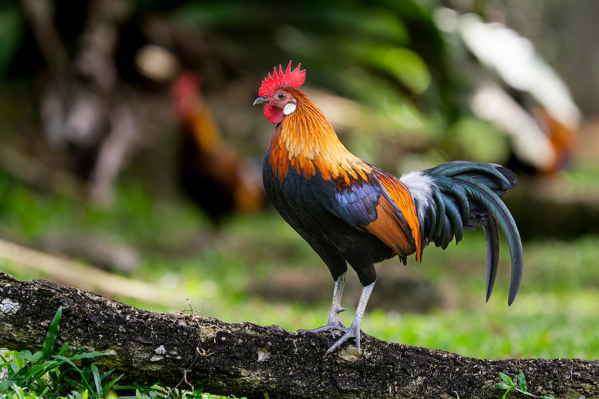 Red Junglefowl - Boas Emmanuel