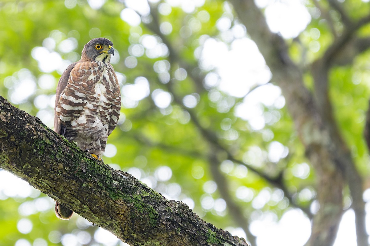 Crested Goshawk - ML619122544