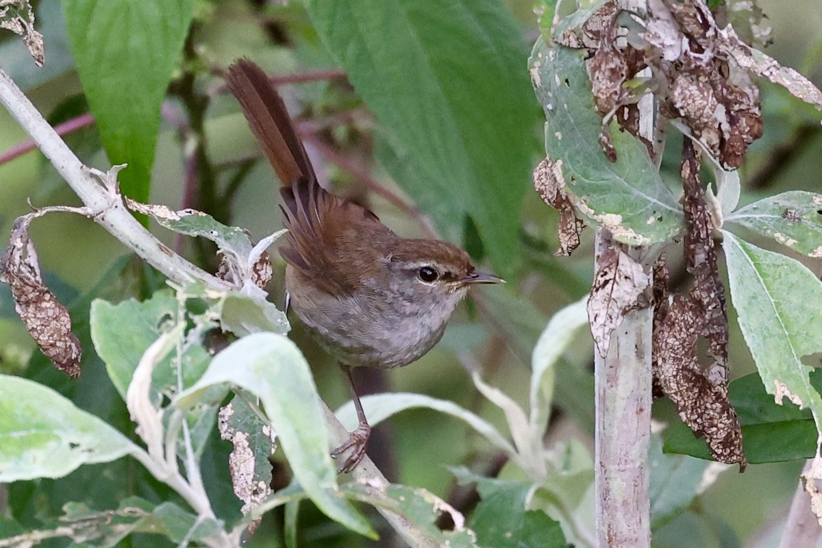 Philippine Bush Warbler - Raphaël JORDAN