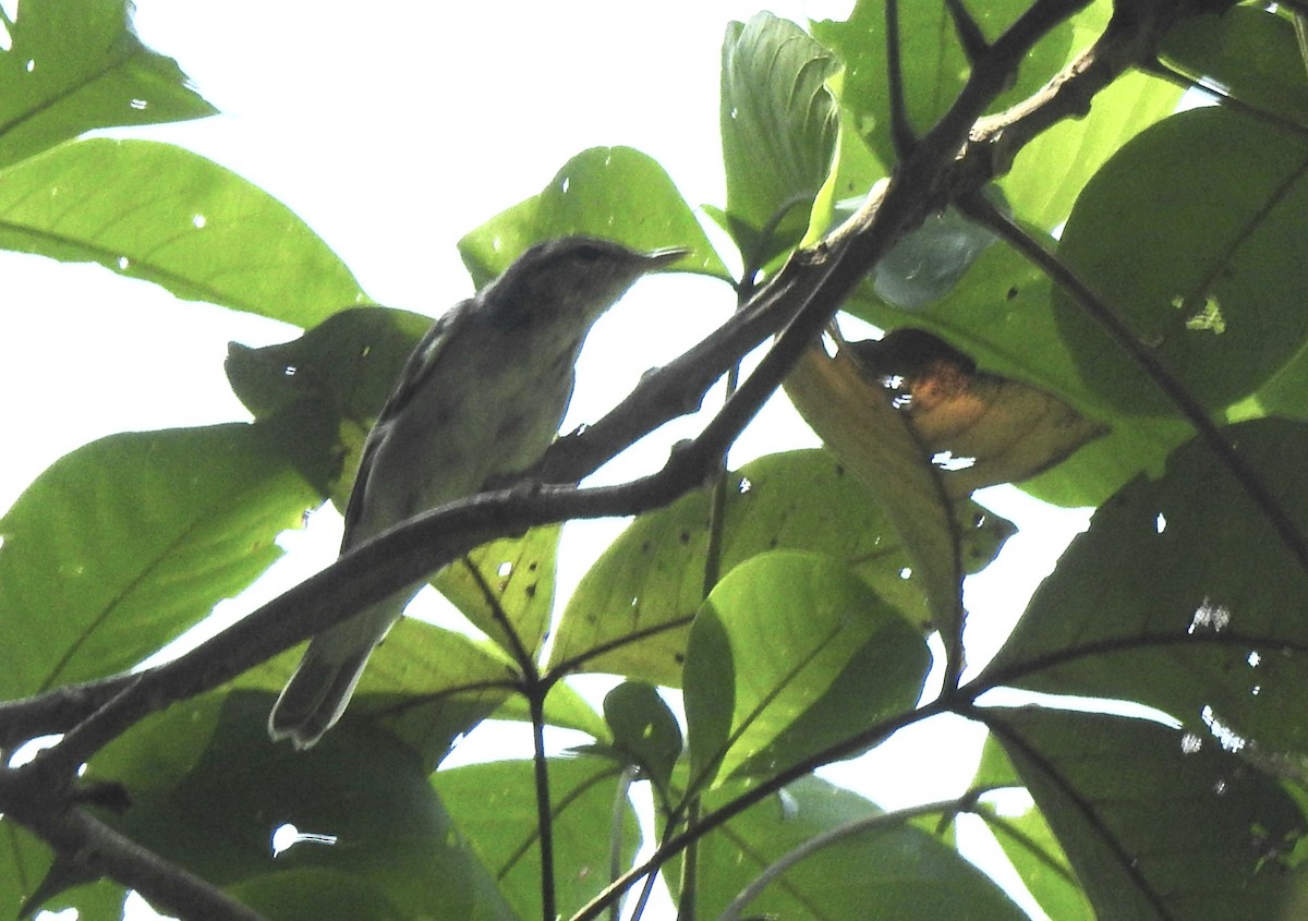 Eastern Crowned Warbler - YM Liew