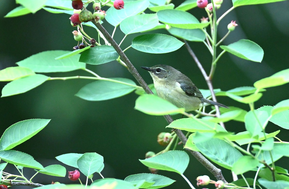 Black-throated Blue Warbler - carol tuskey