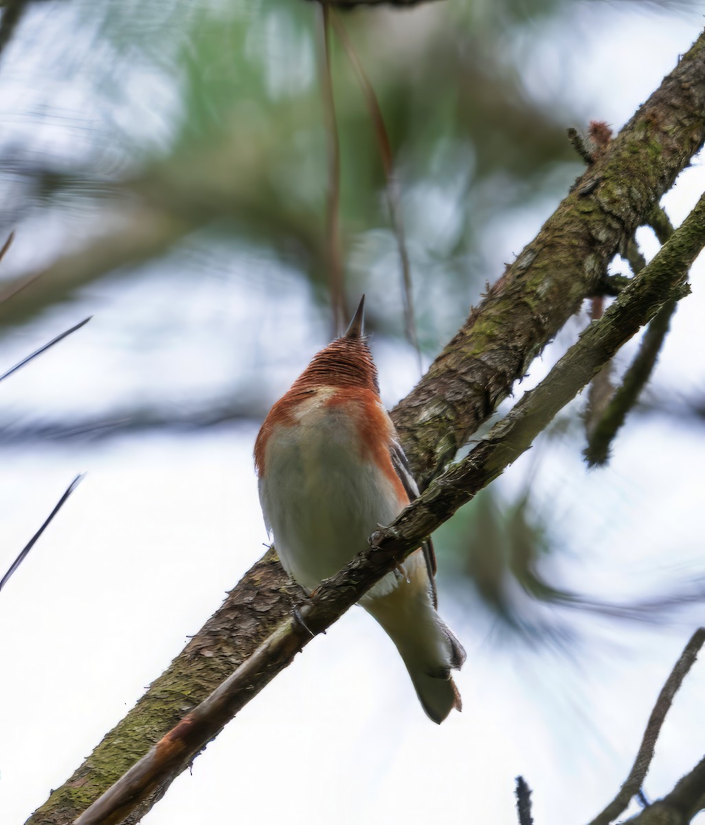 Bay-breasted Warbler - ML619122585