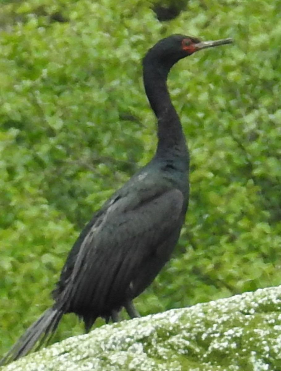 Pelagic Cormorant - Jeffrey C and Teresa B Freedman