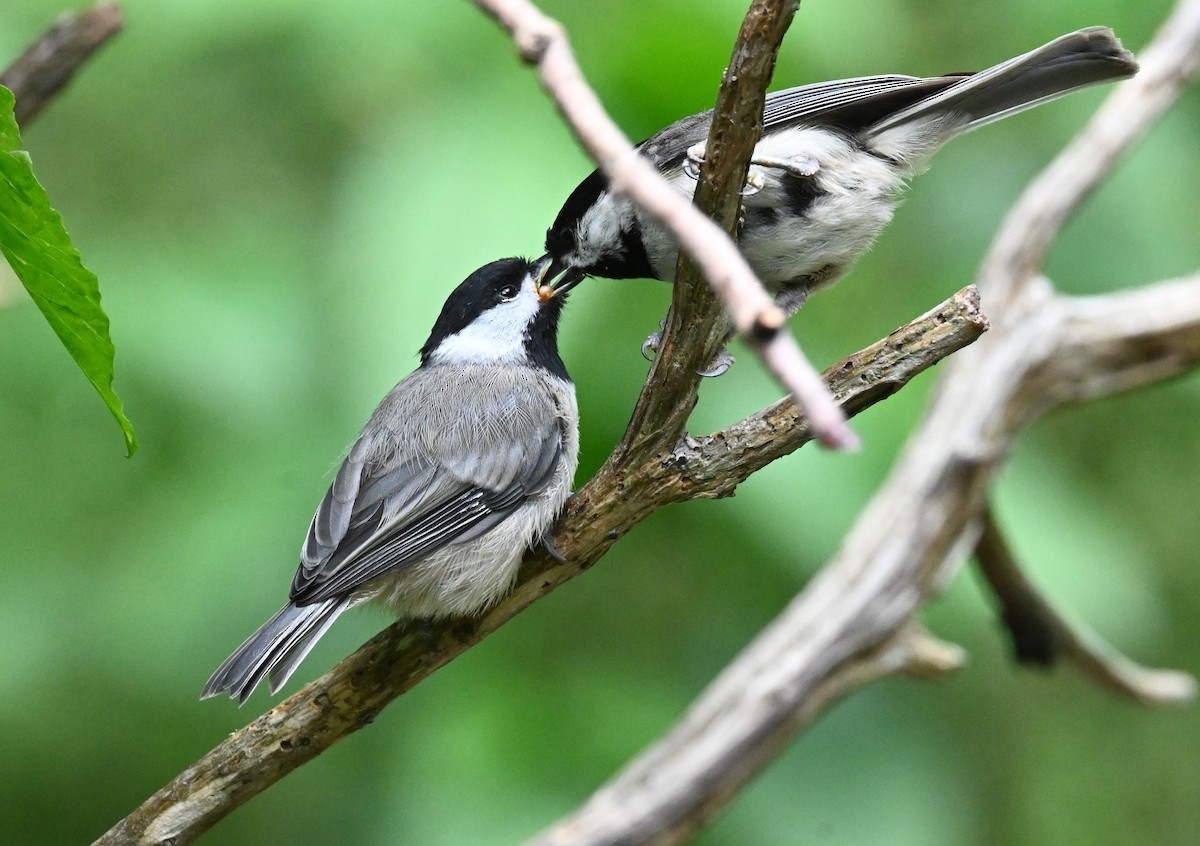 Carolina Chickadee - carol tuskey