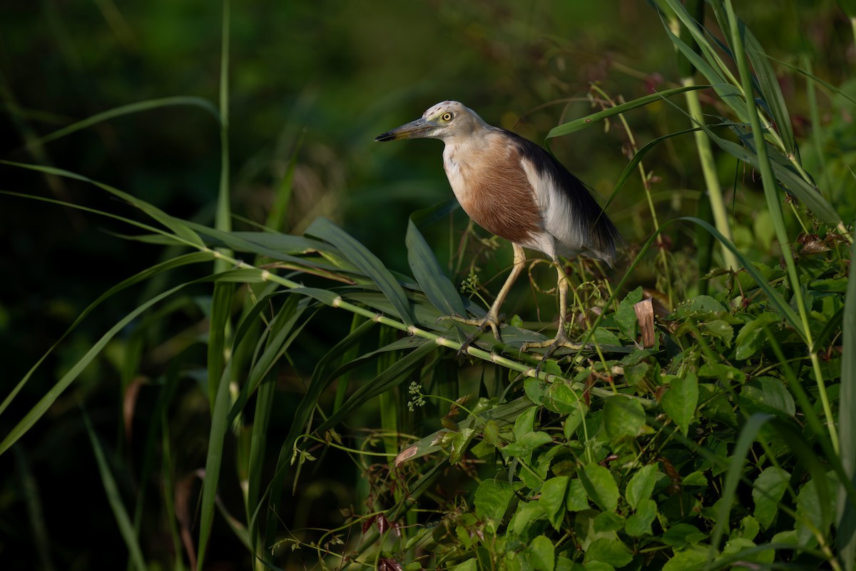Javan Pond-Heron - Heyn de Kock