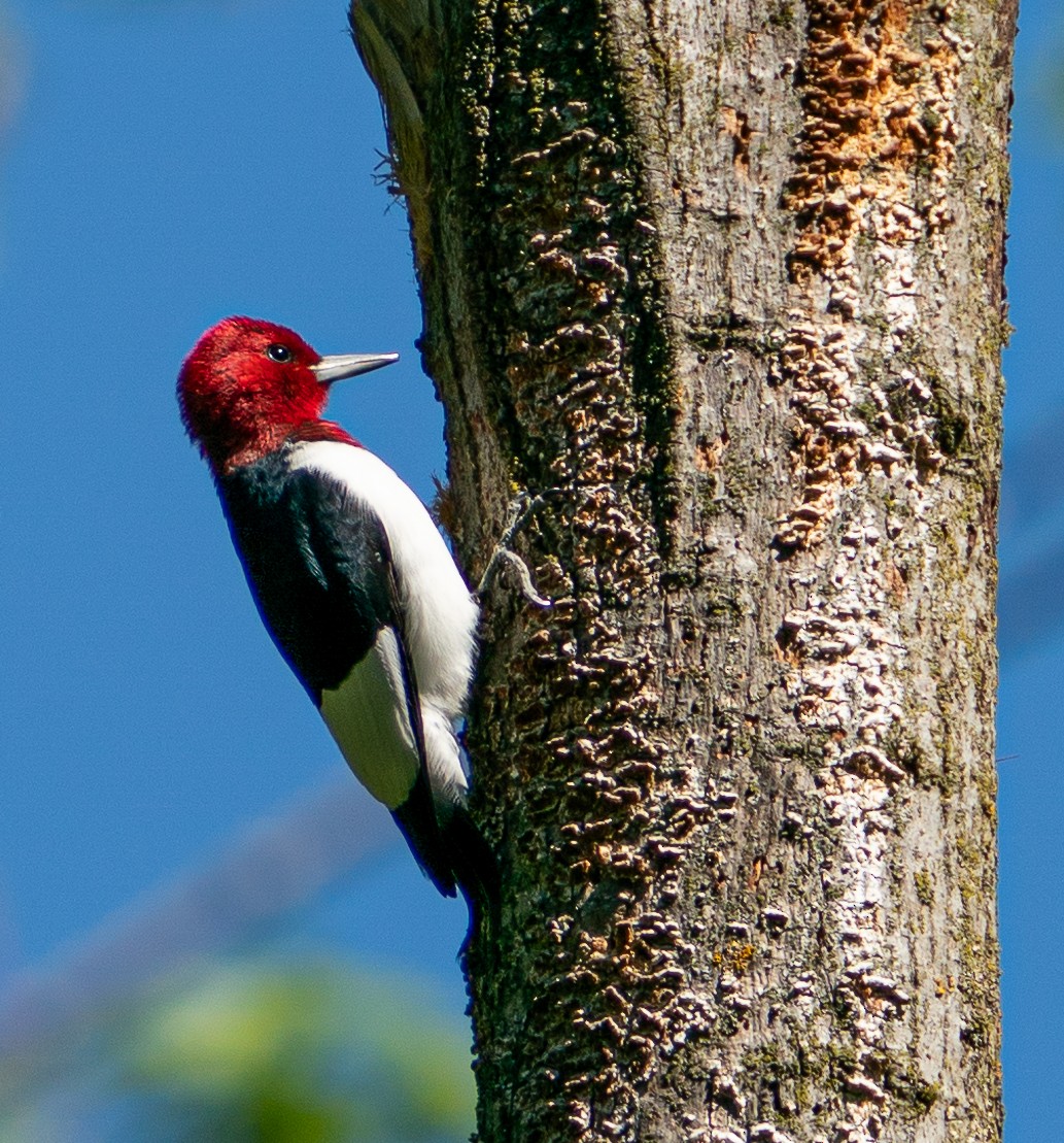 Red-headed Woodpecker - Art Webster