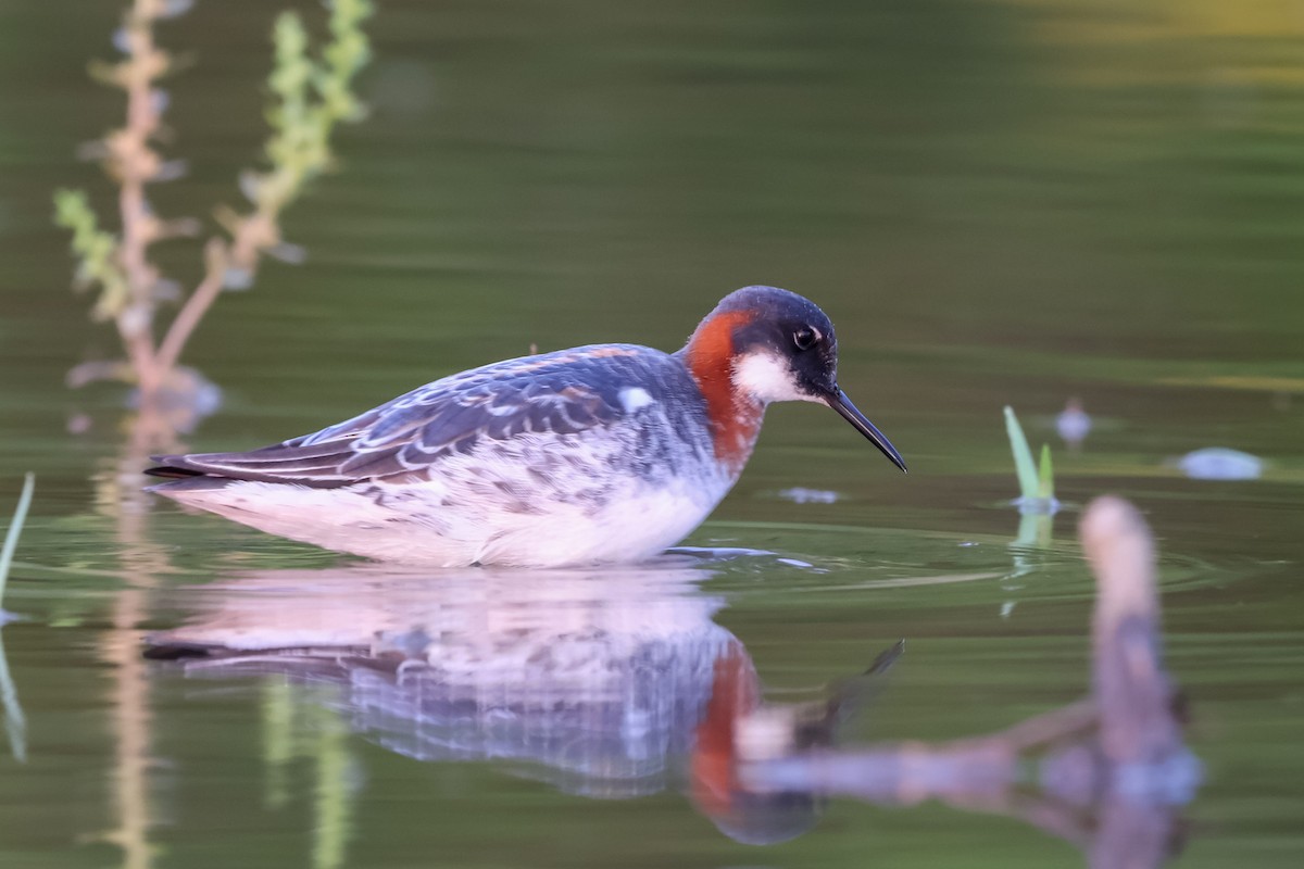 Red-necked Phalarope - Trenton Buis