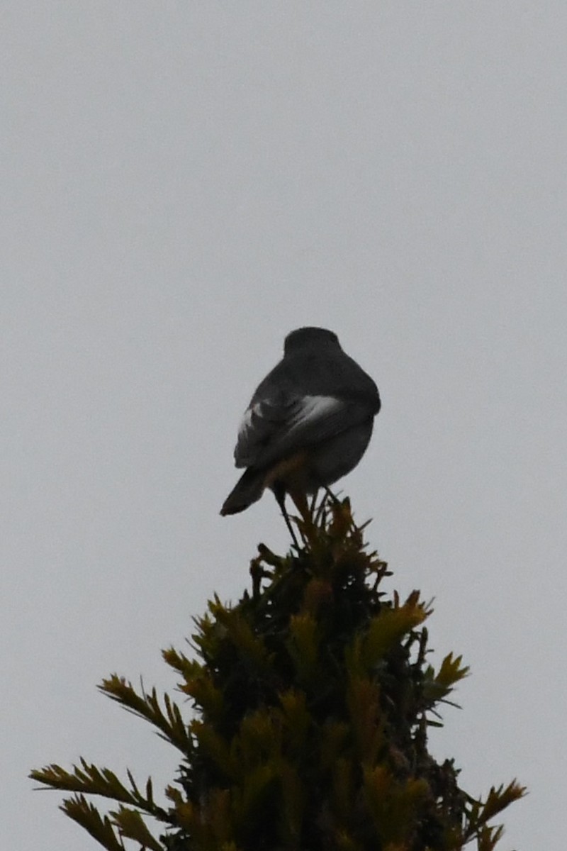 Black Redstart (Western) - Michael Louey