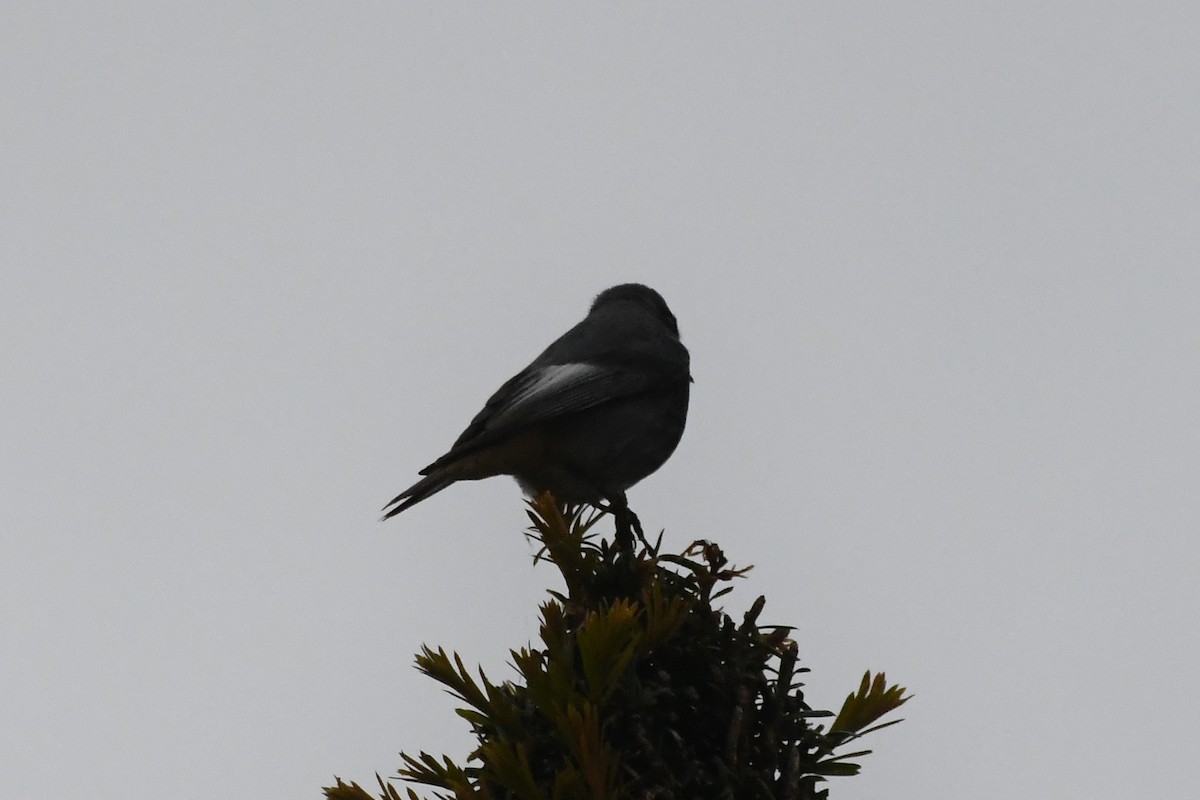 Black Redstart (Western) - Michael Louey