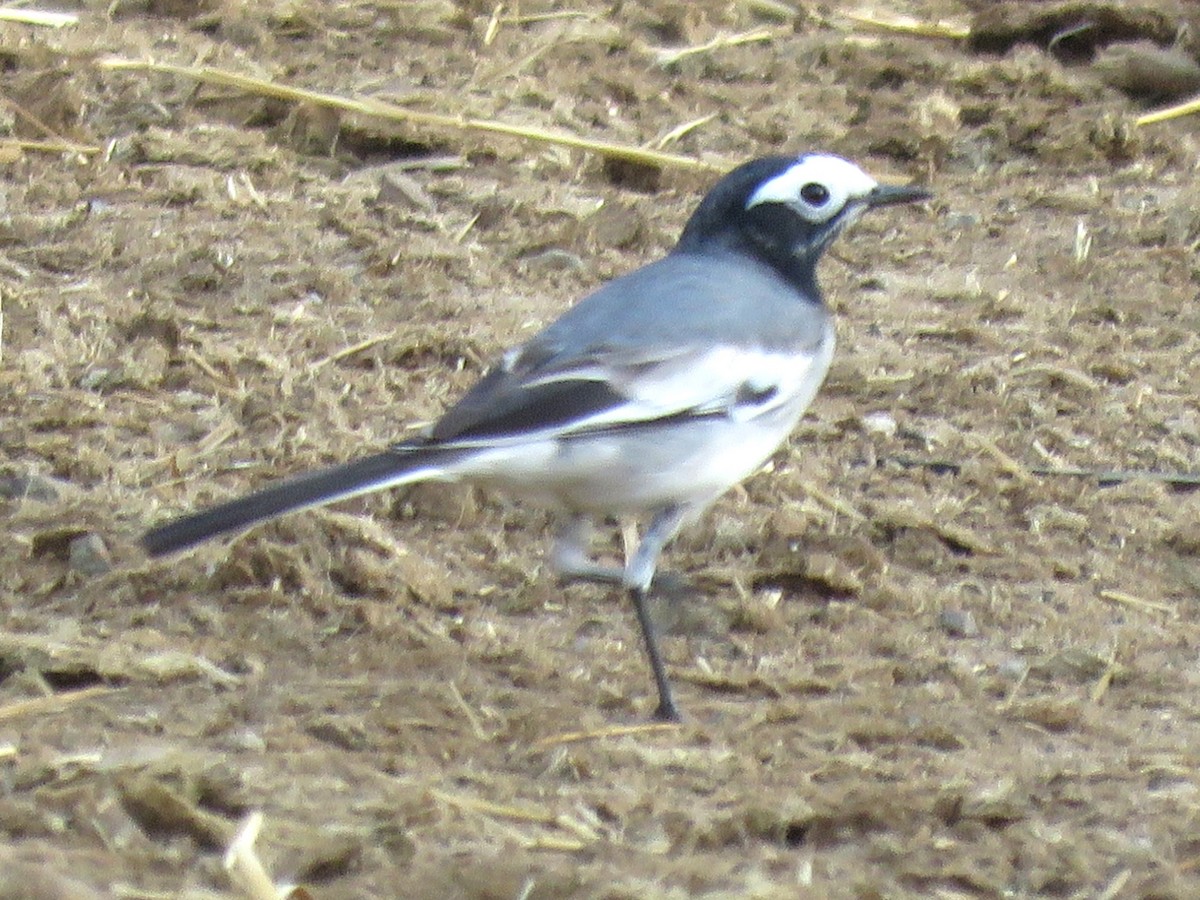 White Wagtail (Masked) - Stephen Taylor