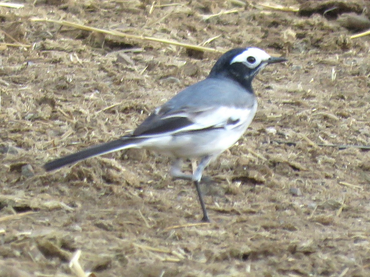 White Wagtail (Masked) - ML619122681