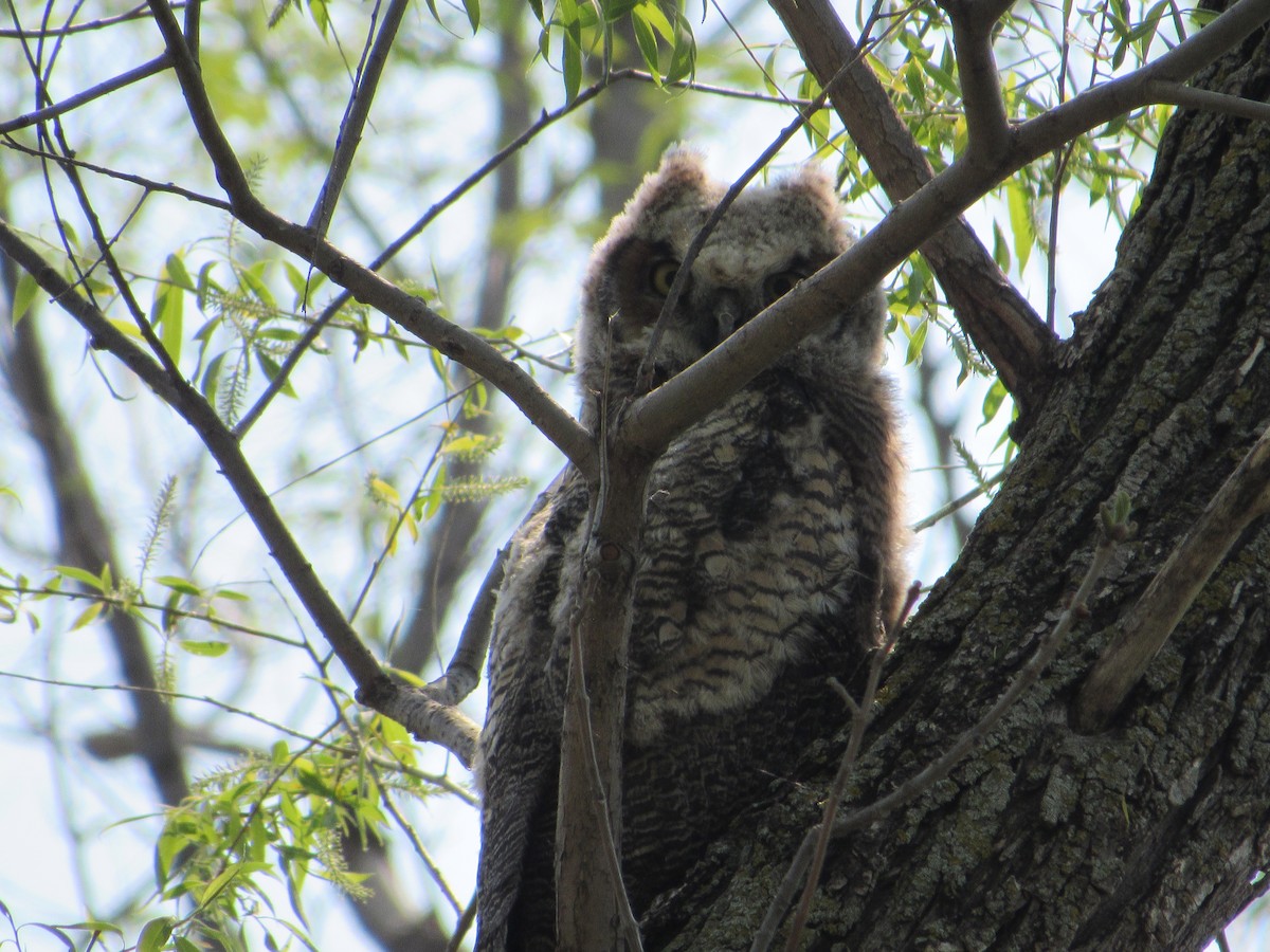 Great Horned Owl - ML619122683