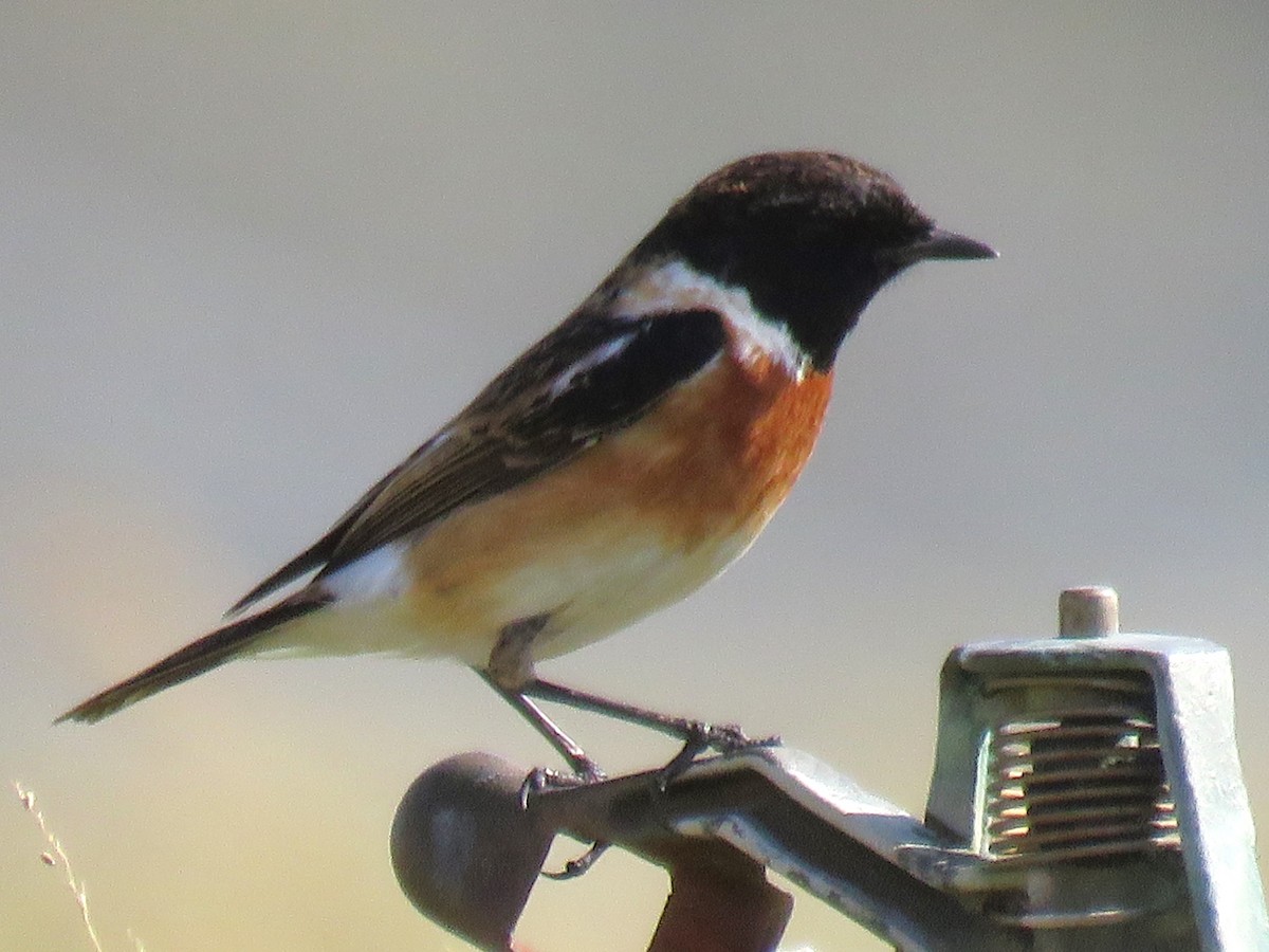 Siberian Stonechat - ML619122693