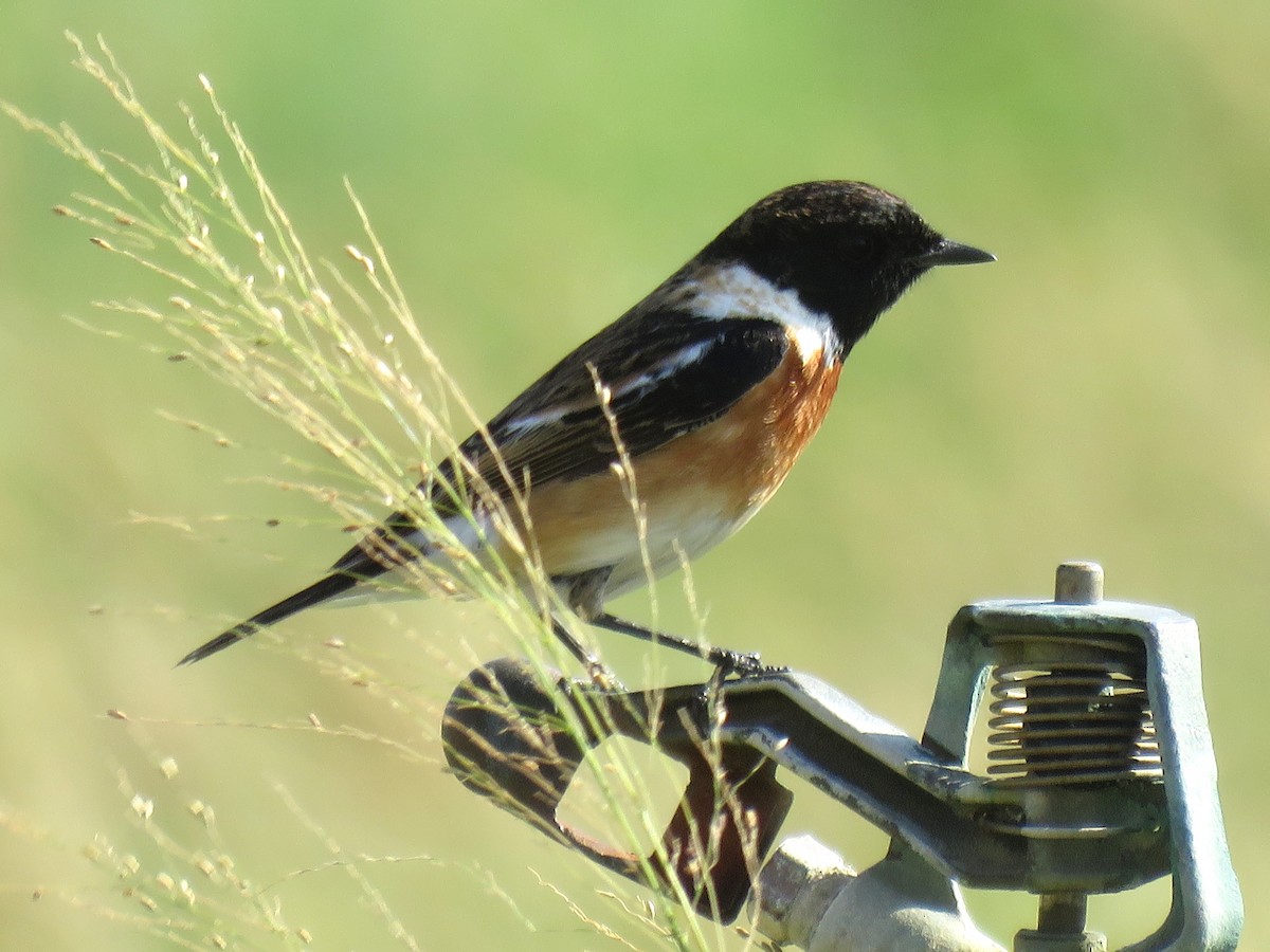 Siberian Stonechat - ML619122694