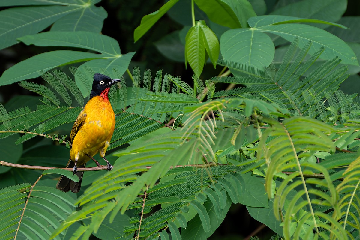 Ruby-throated Bulbul (Yellow-eyed) - Boas Emmanuel