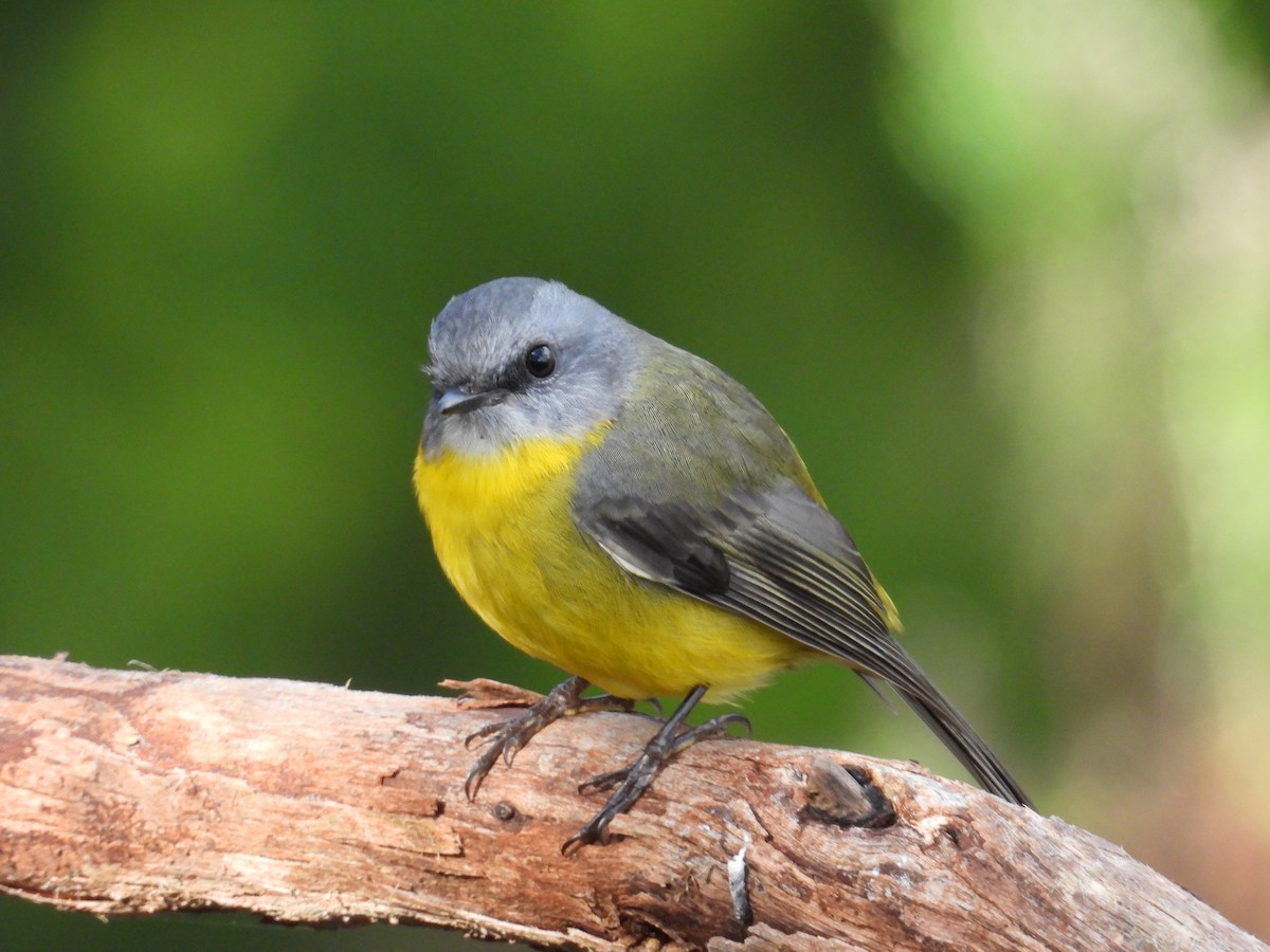 Eastern Yellow Robin - Andrew Guy