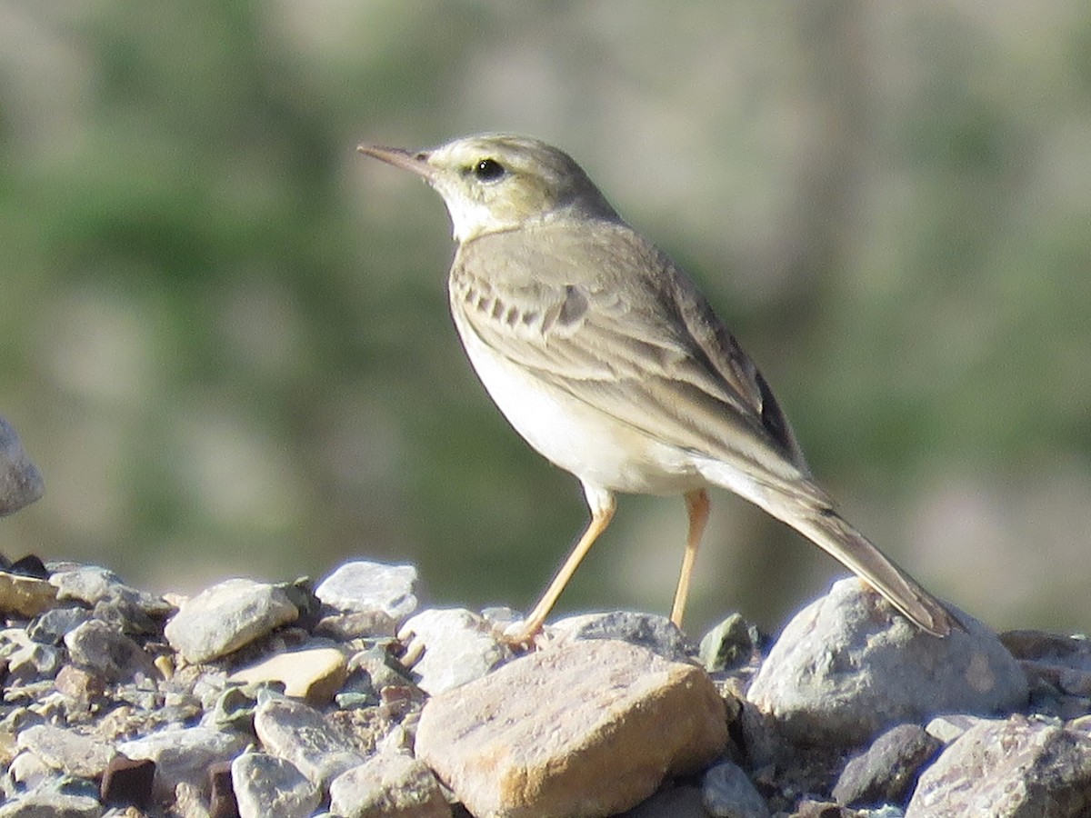 Tawny Pipit - ML619122701