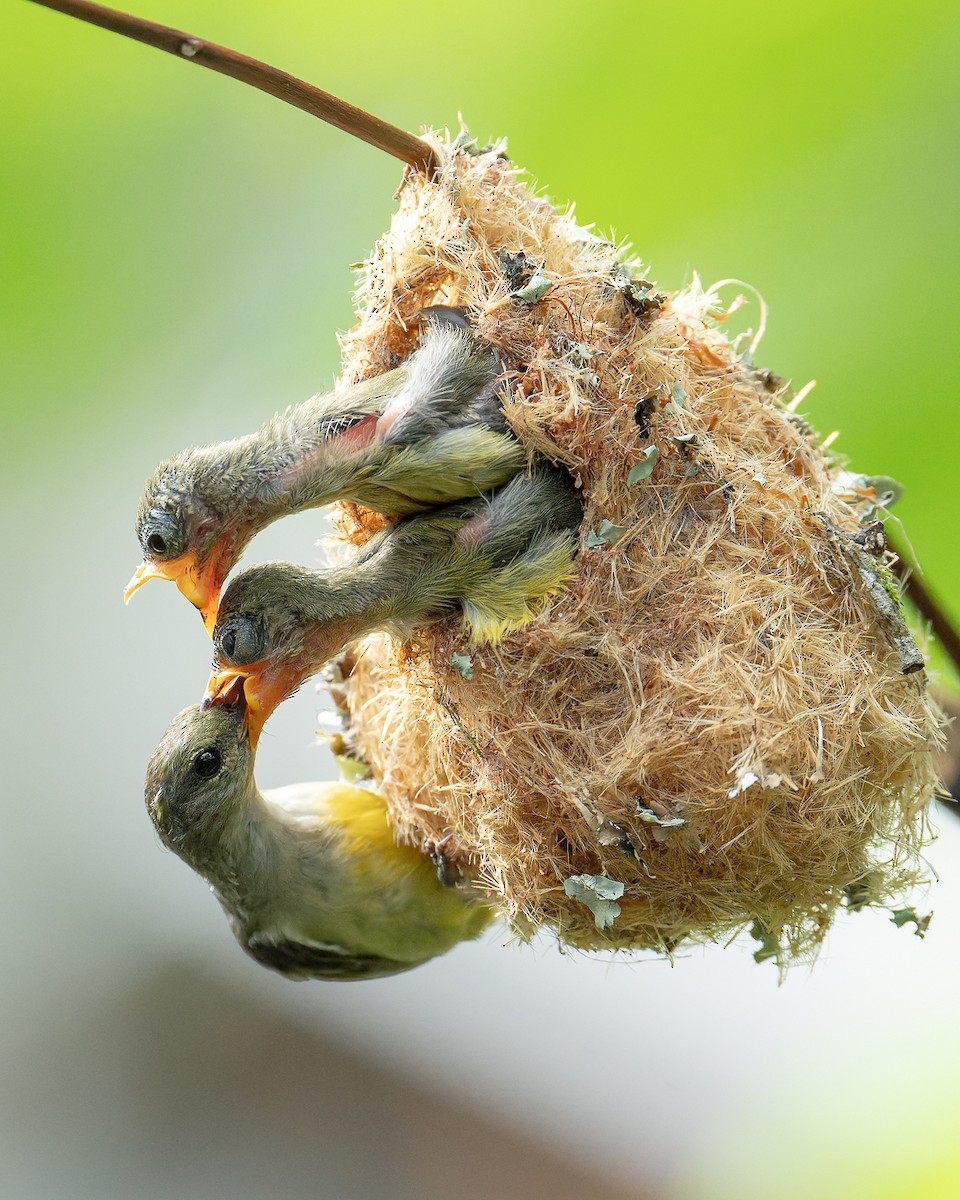 Orange-bellied Flowerpecker - Boas Emmanuel