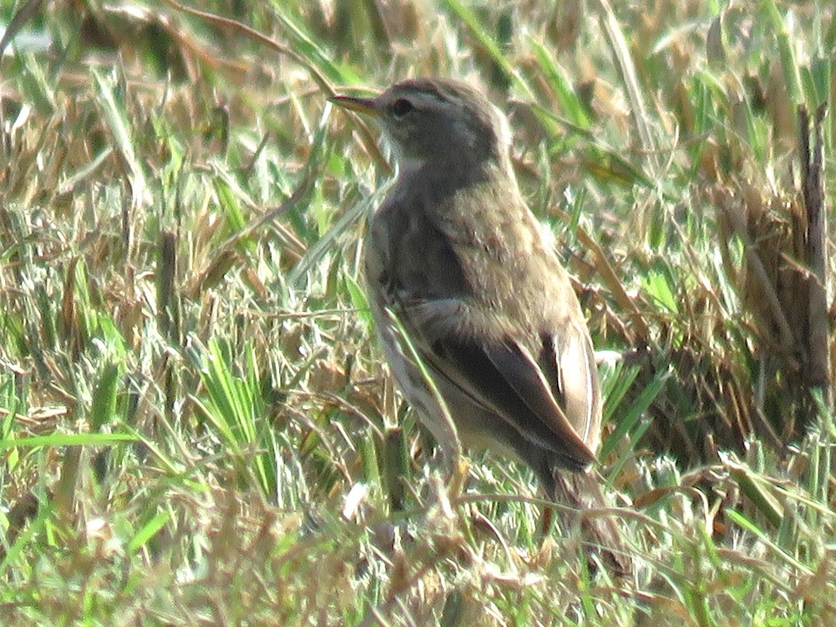 Water Pipit (Caucasian) - ML619122713