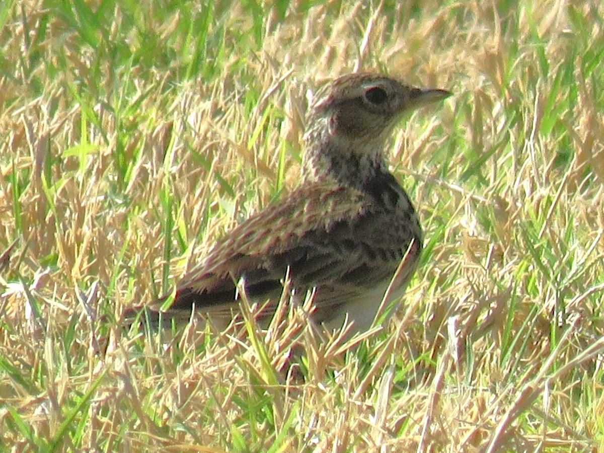 Eurasian Skylark - Stephen Taylor