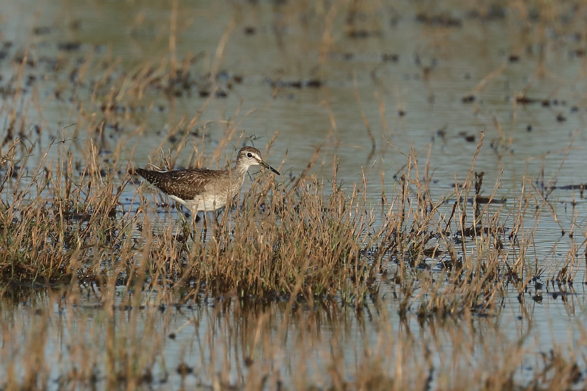 Wood Sandpiper - ML619122759