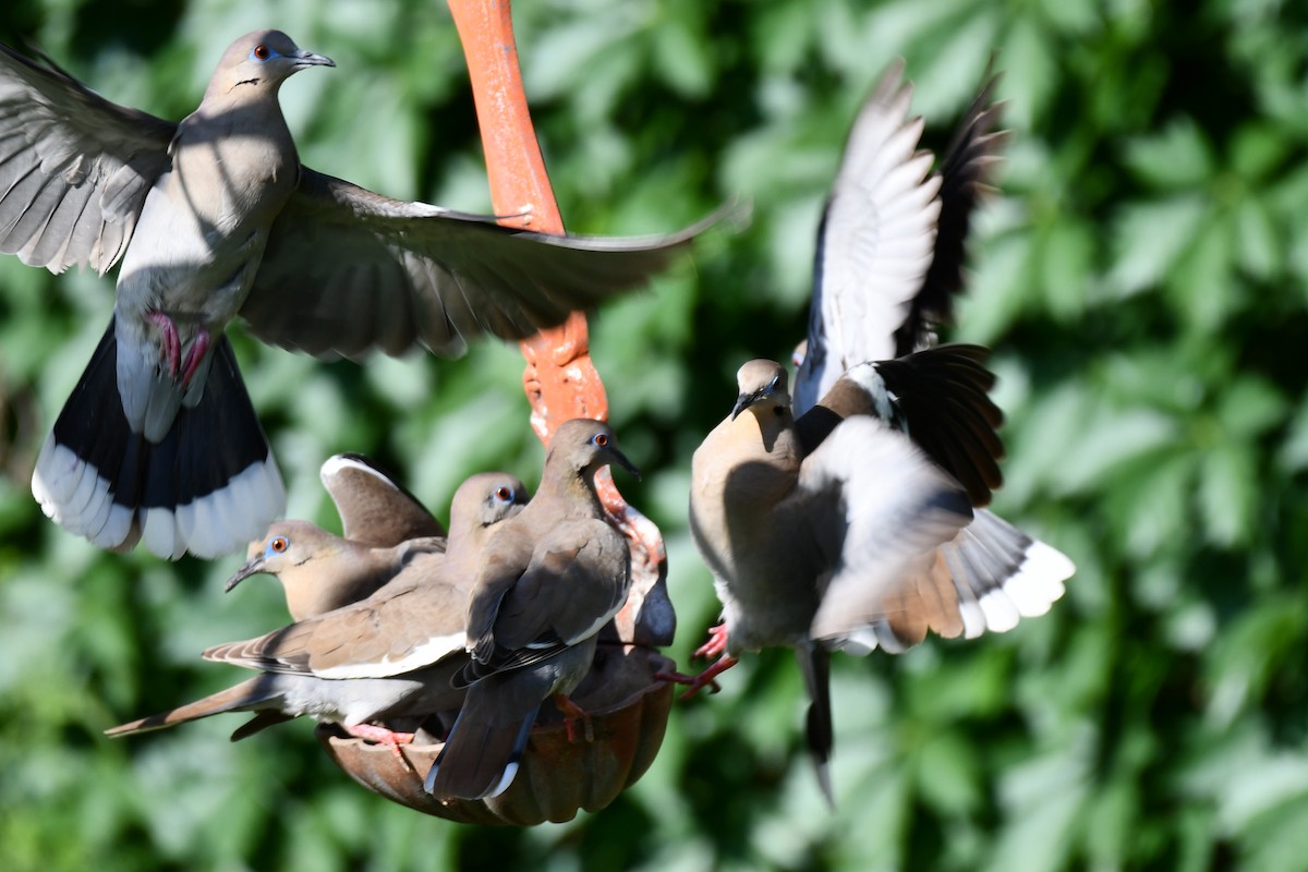 White-winged Dove - Carmen Ricer