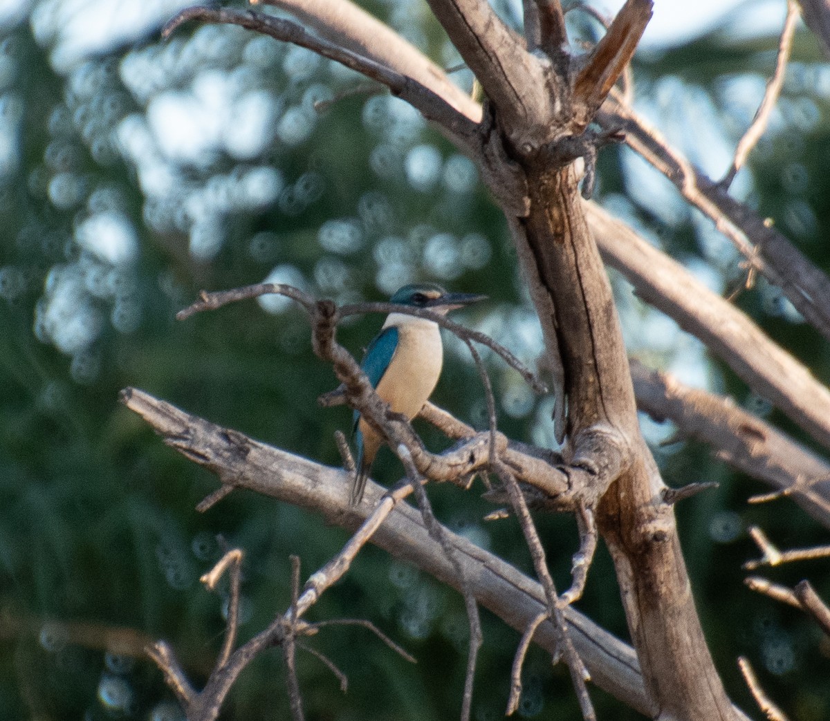Sacred Kingfisher (Australasian) - Bowen Strano