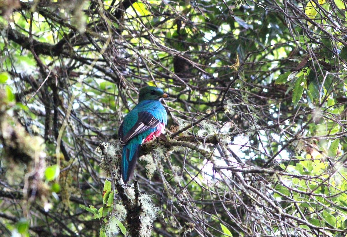 Resplendent Quetzal - Miska Nyul