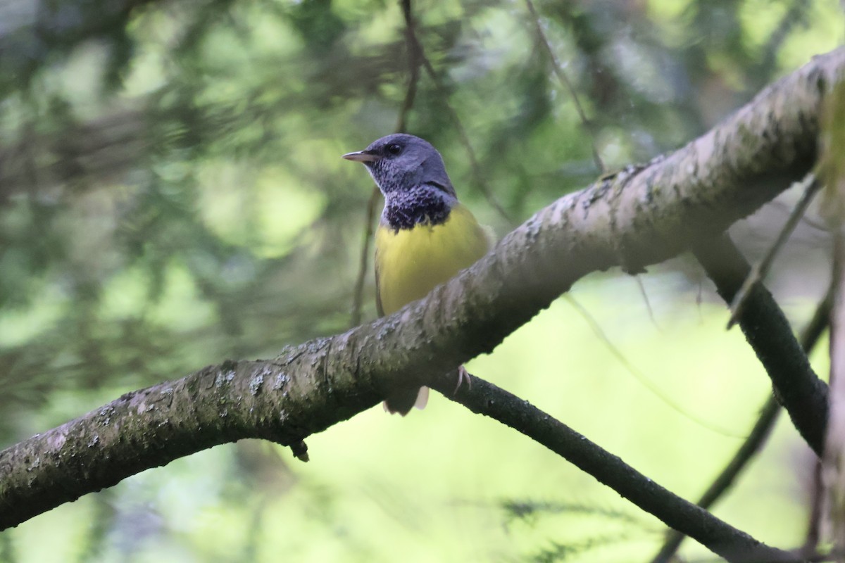 Mourning Warbler - Megan Davis