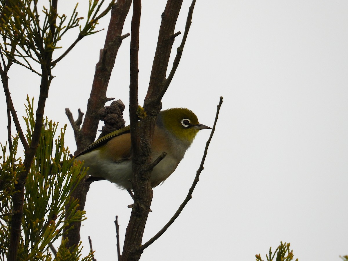 Silvereye - Andrew Guy