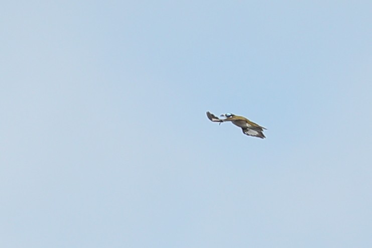 Blue-faced Honeyeater (White-quilled) - ML619122842