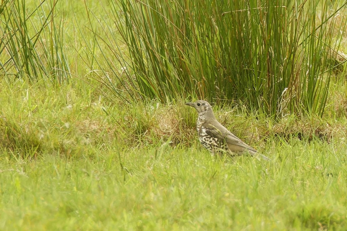 Mistle Thrush - Mick Brooks