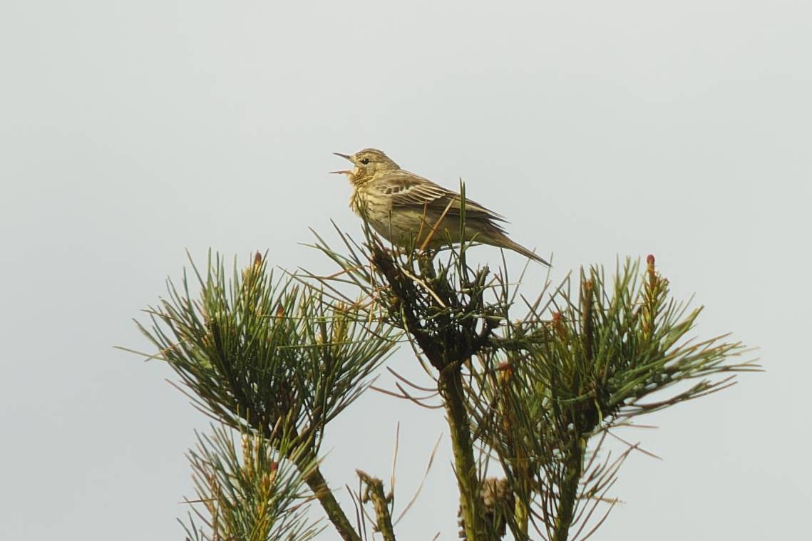 Tree Pipit - Mick Brooks