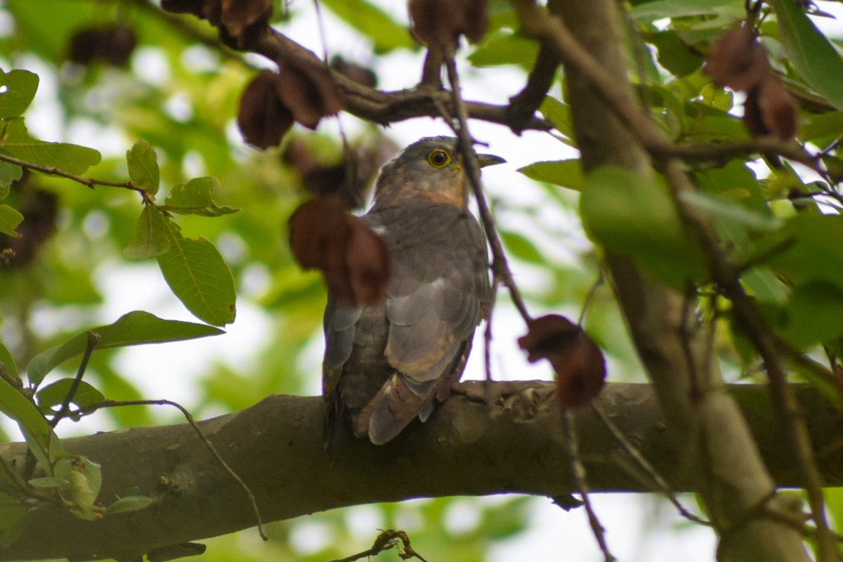 Common Hawk-Cuckoo - Dr Sudhir  Jain