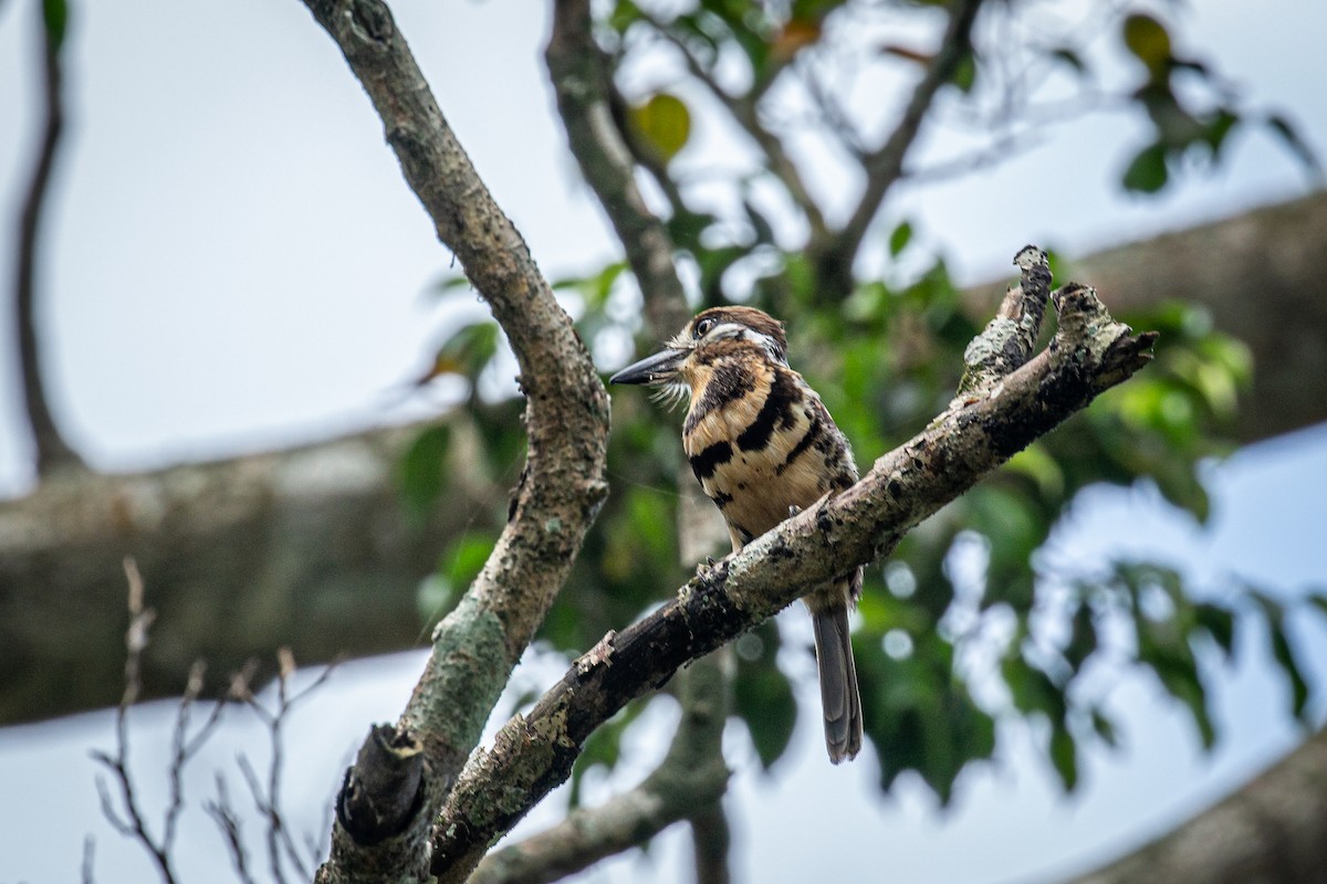 Two-banded Puffbird - Francisco Russo